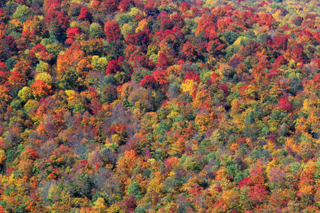 Fall scene with leaves of various colors on mountain flank