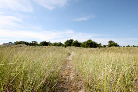 Tall grass beach path with blue sky in the summer timeの写真素材