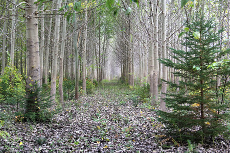 Rows of planted trees on a long strechの写真素材