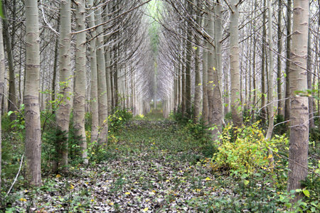 Rows of planted trees on a long strechの写真素材