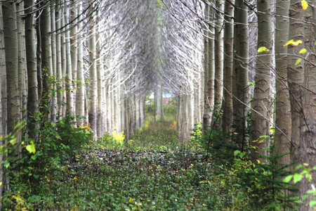 Rows of planted trees on a long strechの写真素材