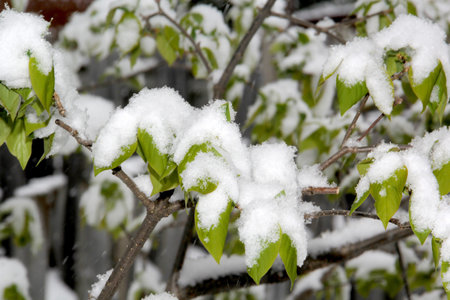 Green leaves covered after a snow fallの写真素材