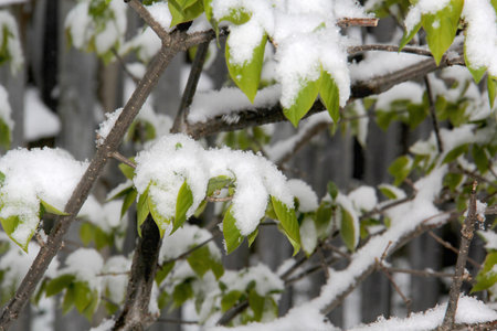Green leaves covered after a snow fallの写真素材