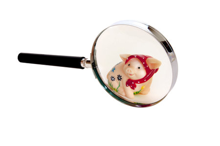 Small the pig looks through a magnifier on a white backgroundの写真素材