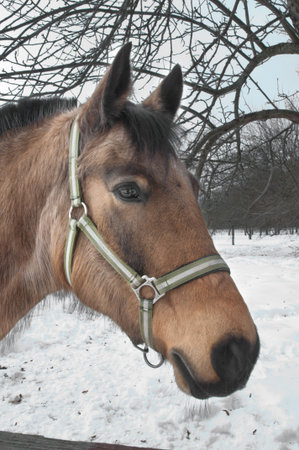 Beautiful horse in harness in the street in the winter