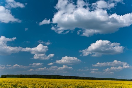 Field of yellow colours wood and the skyの写真素材
