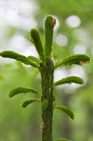 Top of a green young fur-tree in woodの写真素材