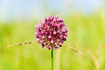 Flowers growing in the summer in the field ofの写真素材