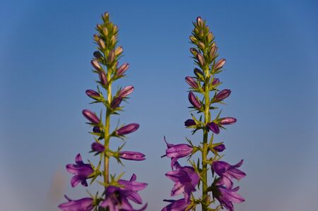 Flowers growing in the summer in the field ofの写真素材