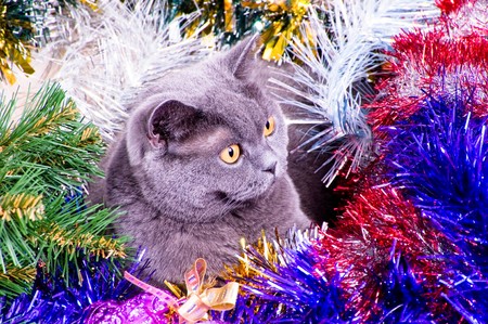 The British cat lies in a tinsel with Christmas toysの写真素材