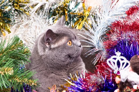 The British cat lies in a tinsel with Christmas toysの写真素材