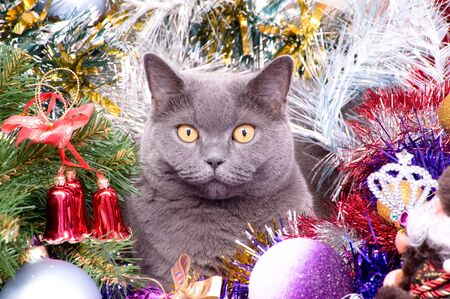The British cat lies in a tinsel with Christmas toysの写真素材