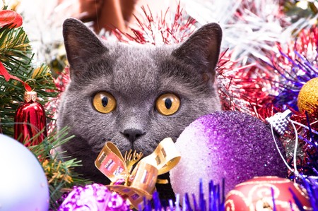 The British cat lies in a tinsel with Christmas toysの写真素材