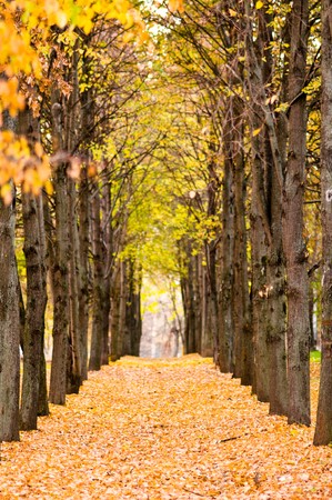 Autumn avenue with leaves falling from treesの写真素材