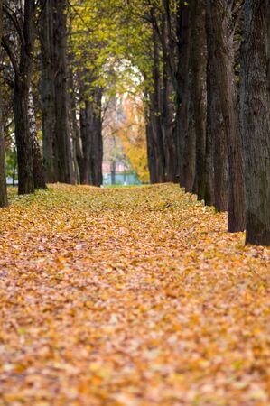 Autumn avenue with leaves falling from treesの写真素材