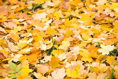 Leaf fall a background from yellow maple leavesの写真素材