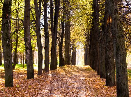 Autumn avenue with leaves falling from treesの写真素材