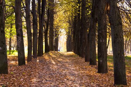 Autumn avenue with leaves falling from treesの写真素材