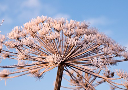 The plant on a meadow is covered by frosty hoarfrostの写真素材