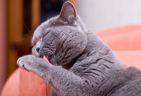 Grey thoroughbred cat on white backgroundの写真素材