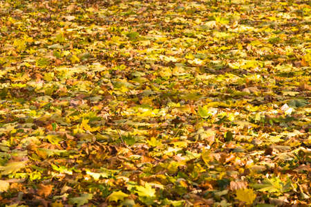 colorful autumn leaves lie on the groundの写真素材