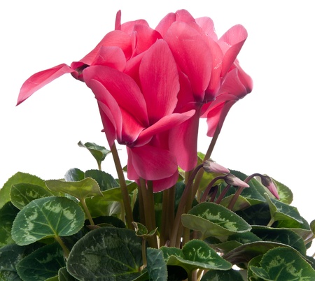 Beautiful bouquet of gentle colors Cyclamenの写真素材