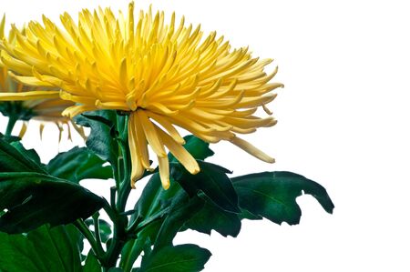 Beautiful bouquet of gentle colors Chrysanthemumの写真素材
