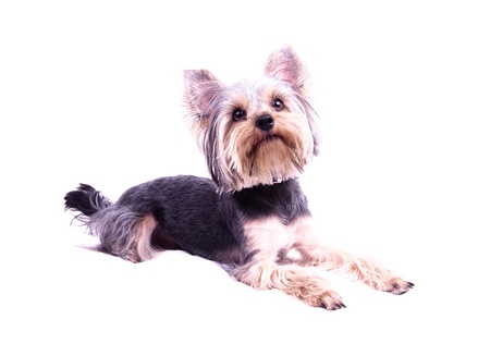 Small puppy yorkshire a terrier curiousの写真素材