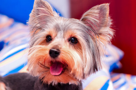 Small puppy yorkshire a terrier curiousの写真素材