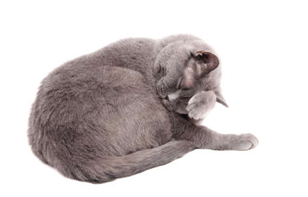 Grey thoroughbred cat on white backgroundの写真素材