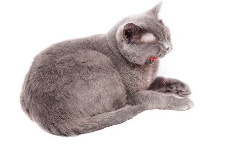 Grey thoroughbred cat on white backgroundの写真素材