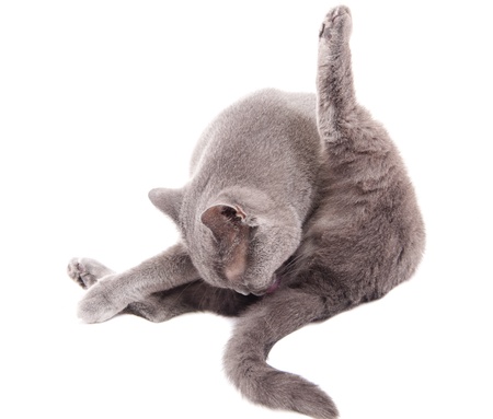Grey thoroughbred cat on white backgroundの写真素材