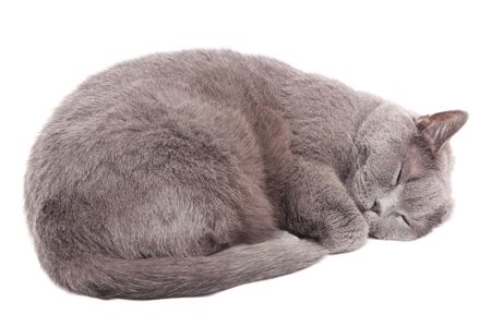 Grey thoroughbred cat on white backgroundの写真素材