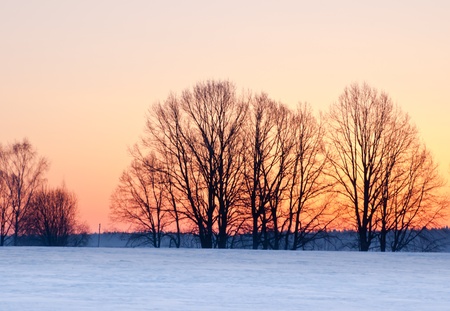silhouette of trees against the backdrop of a frosty morningの写真素材