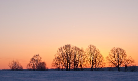 silhouette of trees against the backdrop of a frosty morningの写真素材