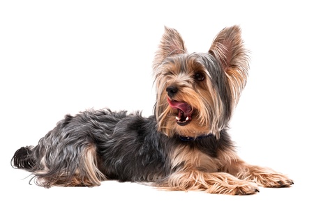 Small puppy yorkshire a terrier curiousの写真素材