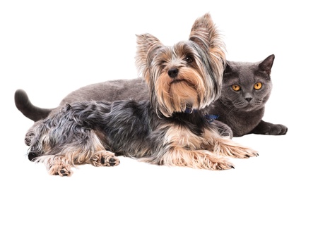 dog terrier and a British cat sitting togetherの写真素材