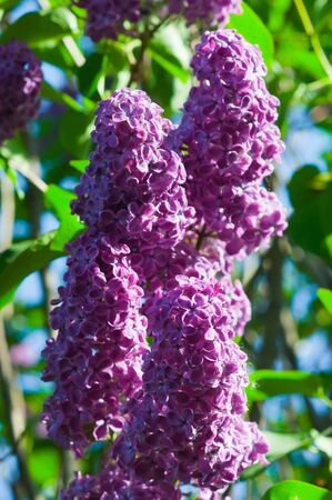 a branch of lilacs blooming in springの写真素材