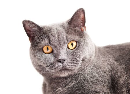 Grey thoroughbred cat on white backgroundの写真素材