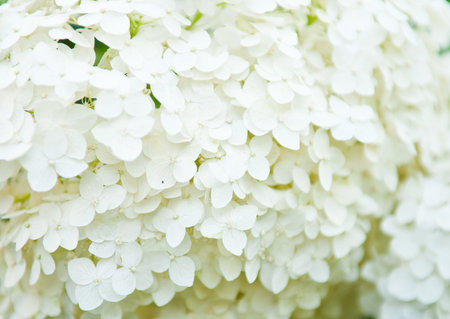 background of white small flowers