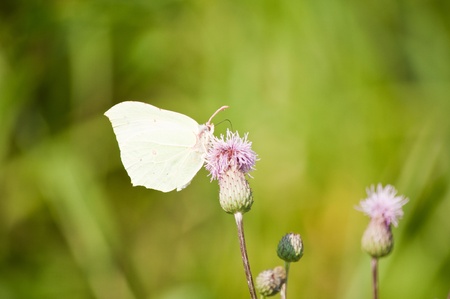 butterfly sits on a flower in a fieldの写真素材