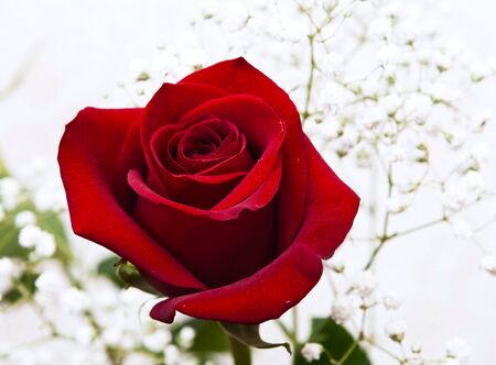 flower rose bouquet in a decorative grassの写真素材
