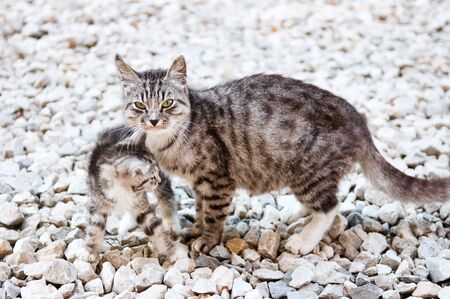 wild cat with a small kitten in the streetの写真素材