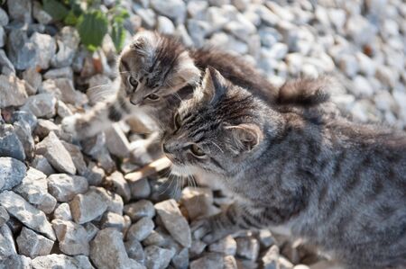 wild cat with a small kitten in the streetの写真素材
