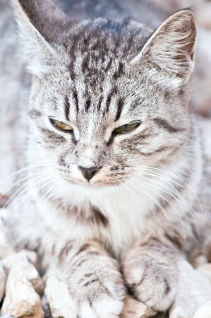 young beautiful wild cat sittingの写真素材