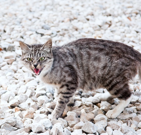 wild predatory cat warns dangerの写真素材