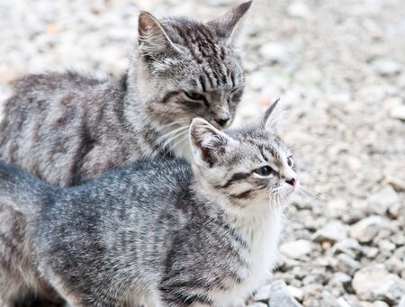 wild cat with a small kitten in the streetの写真素材
