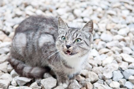 wild predatory cat warns dangerの写真素材