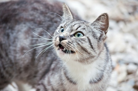 wild predatory cat warns dangerの写真素材