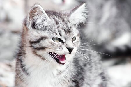 wild predatory cat warns dangerの写真素材